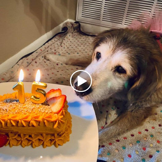 A Quiet Celebration: Reflecting on a Dog’s 15th Birthday with Absence ...