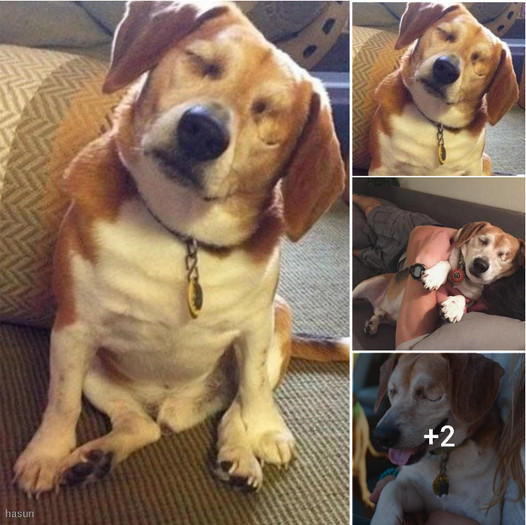 The Heartwarming Story of a Blind Beagle Finding Love and Hope with His ...