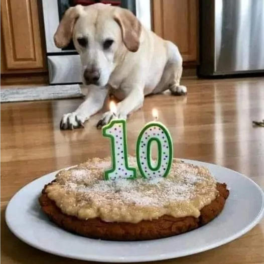 Happy Barkday to my wonderful pup! 🐾🎉 Drop a comment to wish them a ...