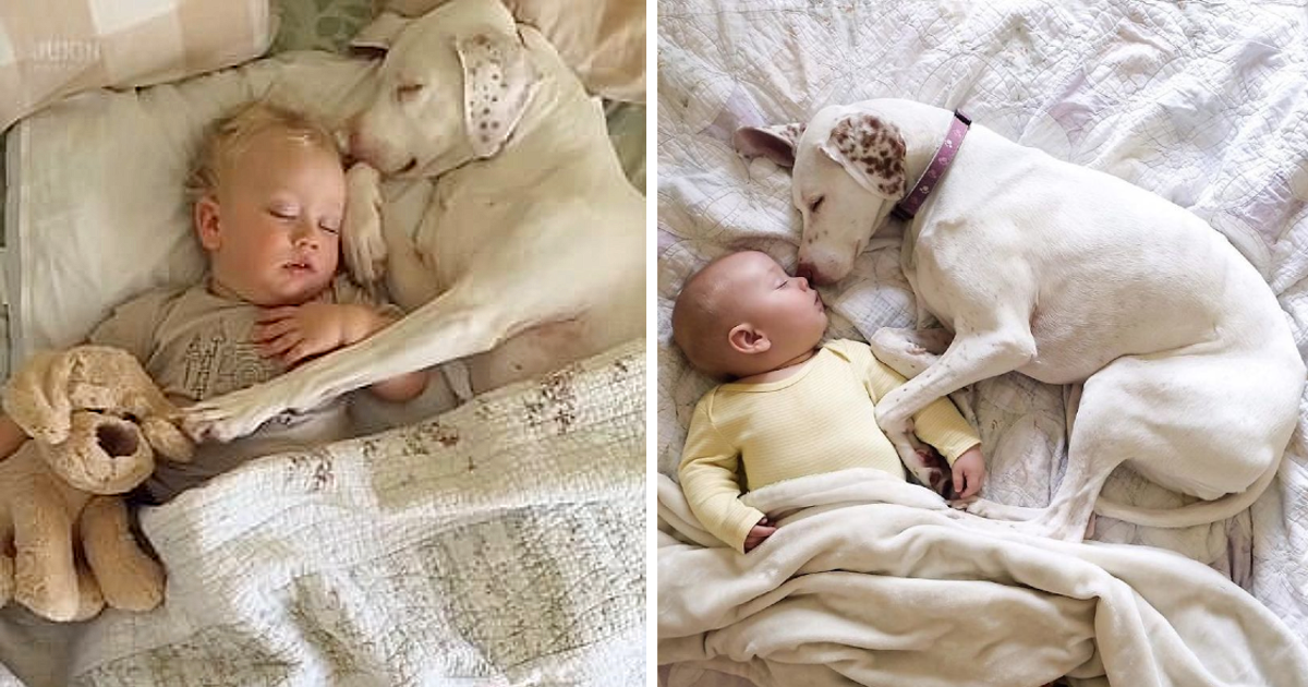 This dog was abused by his owner, but fortunately, he was adopted by a new family, and now a child is bringing him comfort